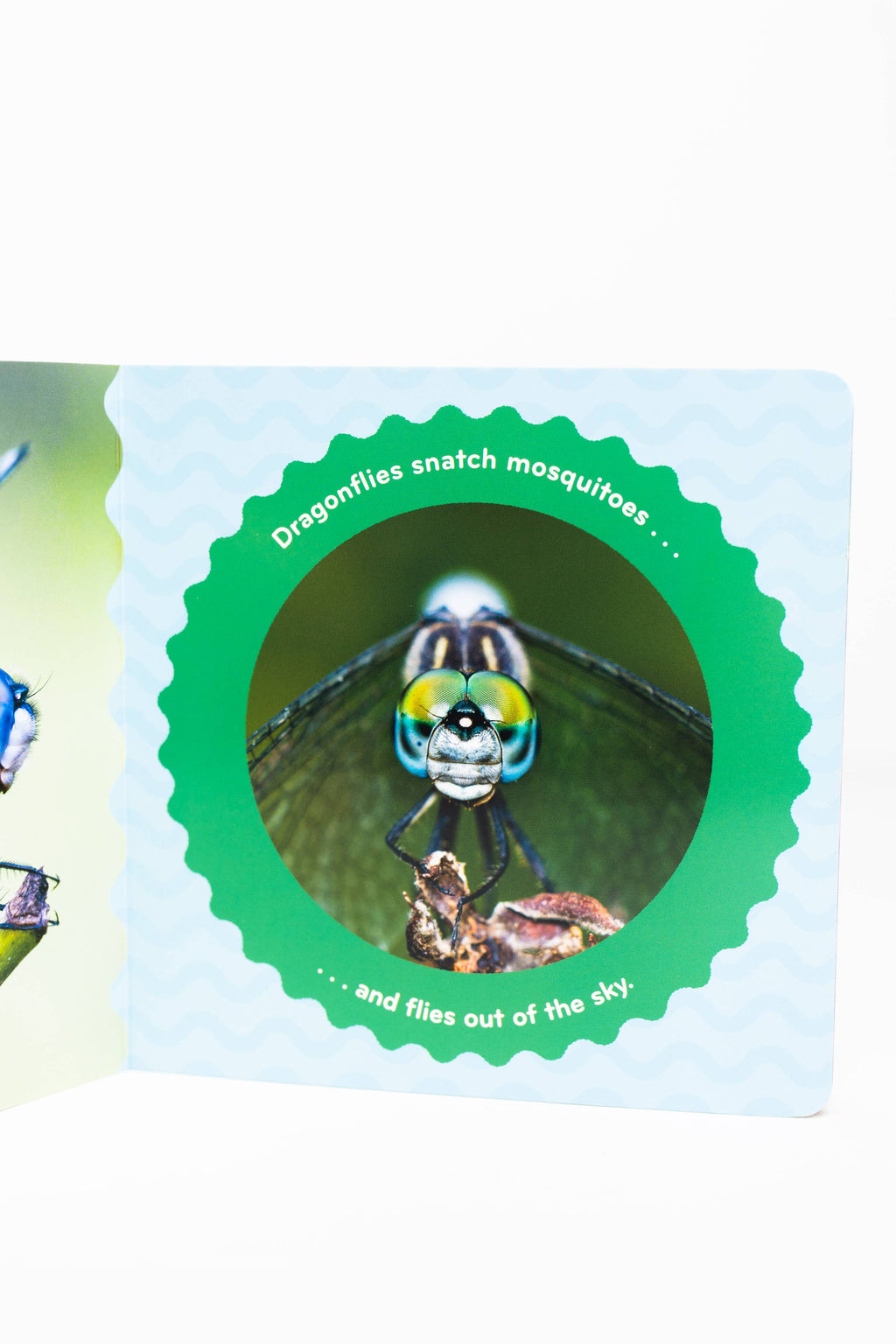 Nature Baby: Bugs