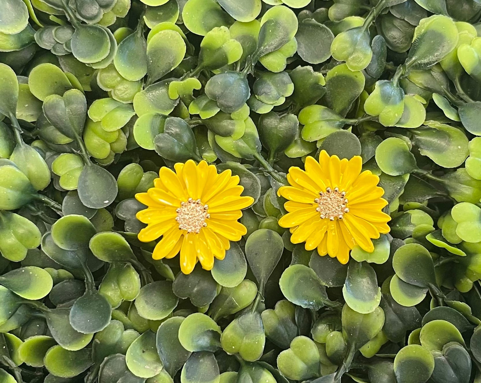 Hello Daisy Earrings
