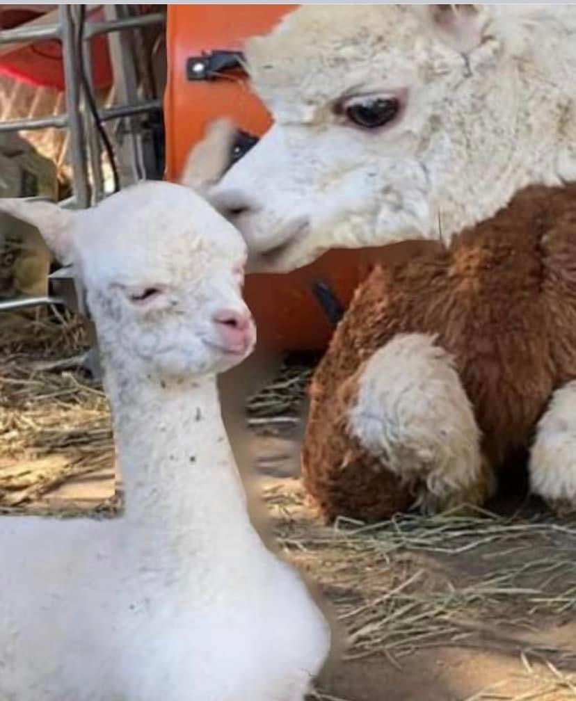 Llama Dryer Balls
