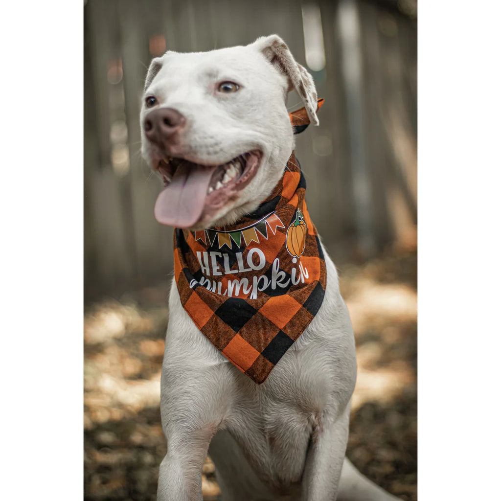 Halloween Dog Scarf