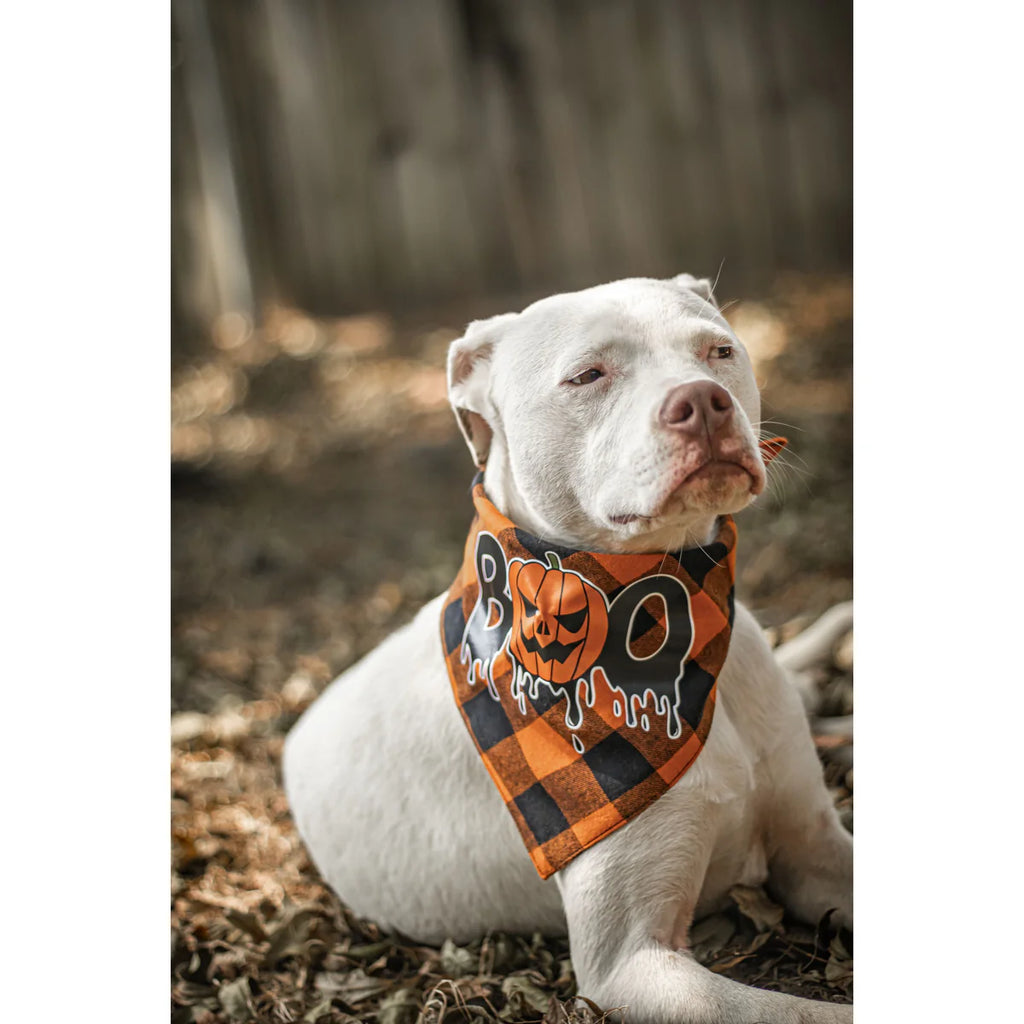 Halloween Dog Scarf