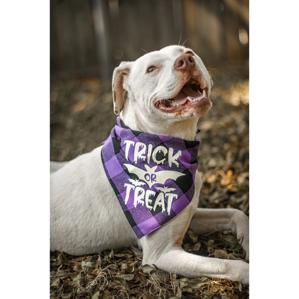 Halloween Dog Scarf