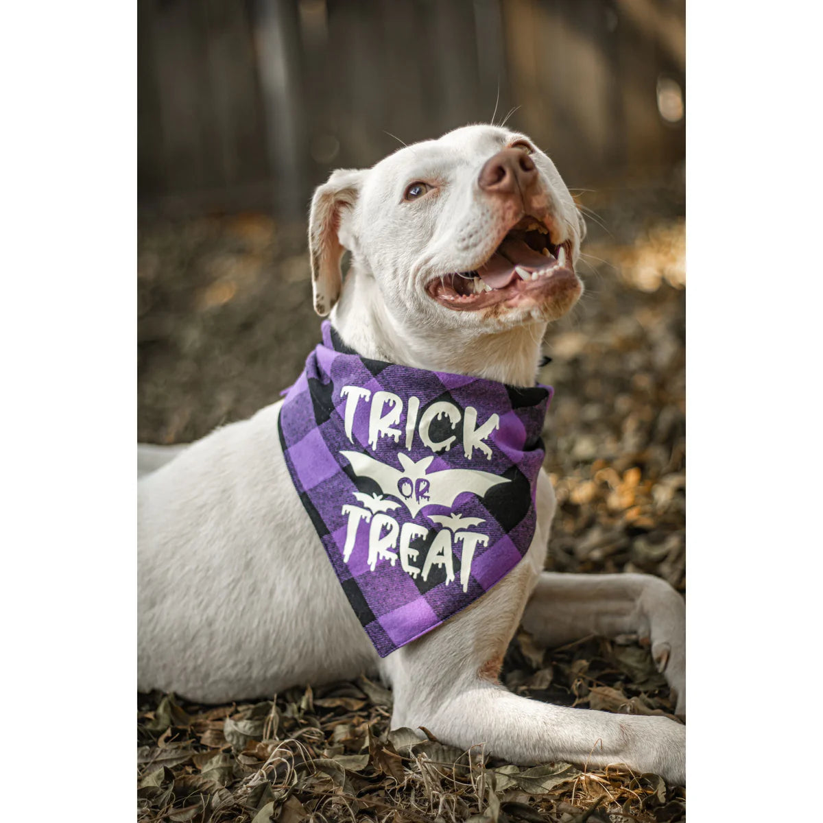 Halloween Dog Scarf