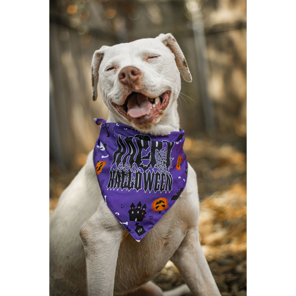 Halloween Dog Scarf