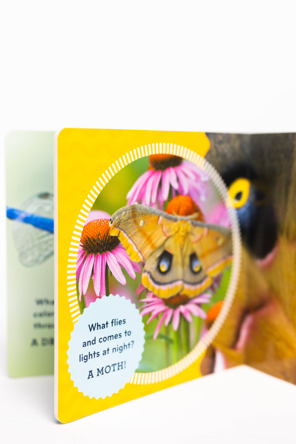 Nature Baby: Bugs
