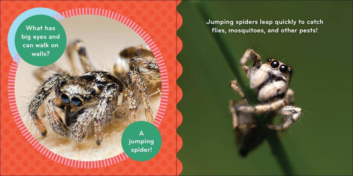 Nature Baby: Bugs